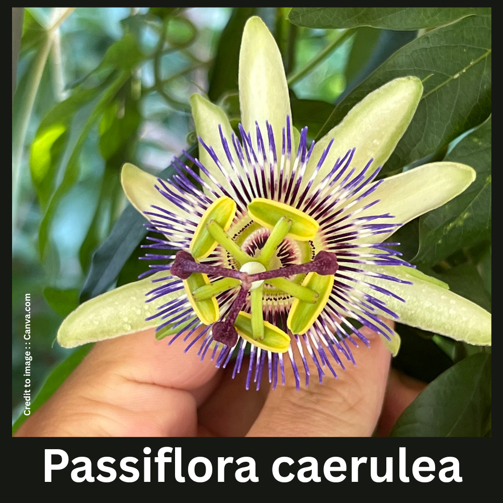 Passiflora caerulea - Prakriti Darshan Nature and Environment Magazine 