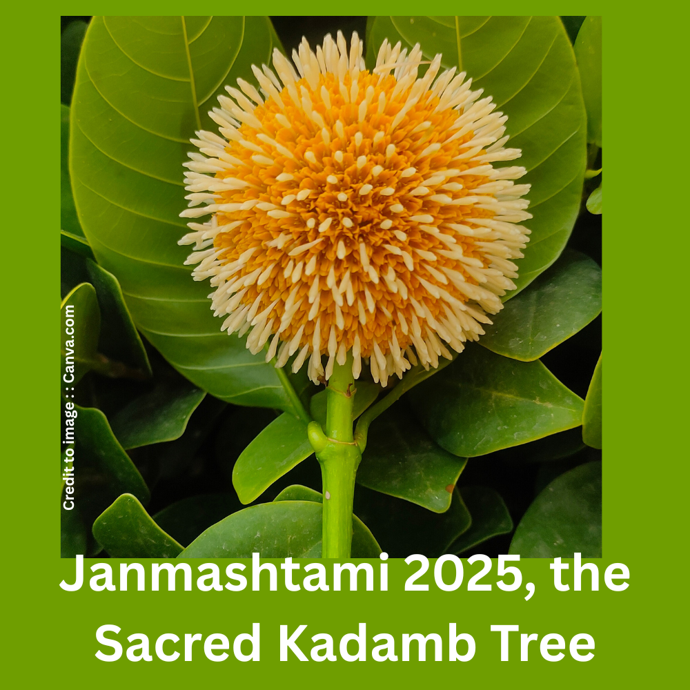 Janmashtami 2025, the Sacred Kadamb Tree