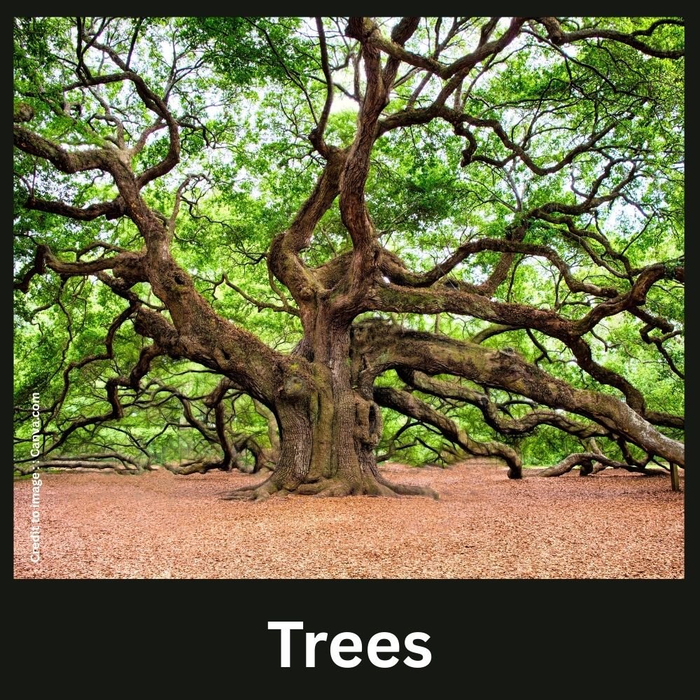 trees - Prakriti Darshan Nature and Environment Magazine 