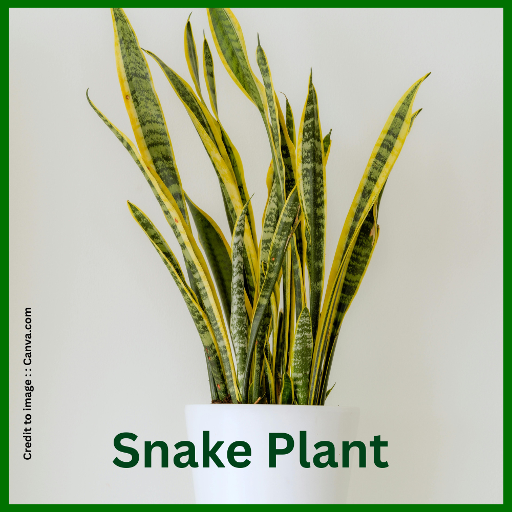 Snake Plant- Prakriti Darshan Nature and Environment Magazine
