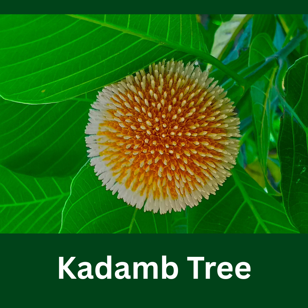 Kadamb Tree (Kadamba Tree)