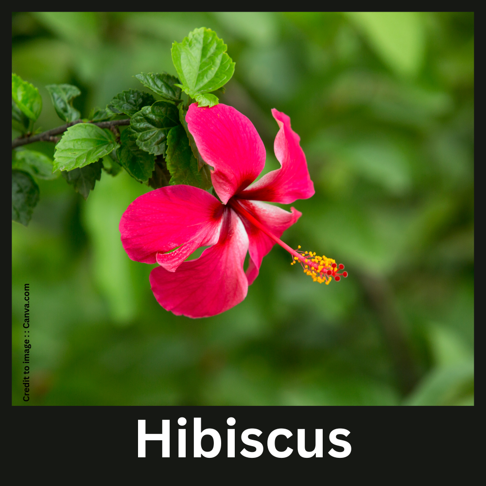 Hibiscus- Prakriti Darshan Nature and Environment Magazine