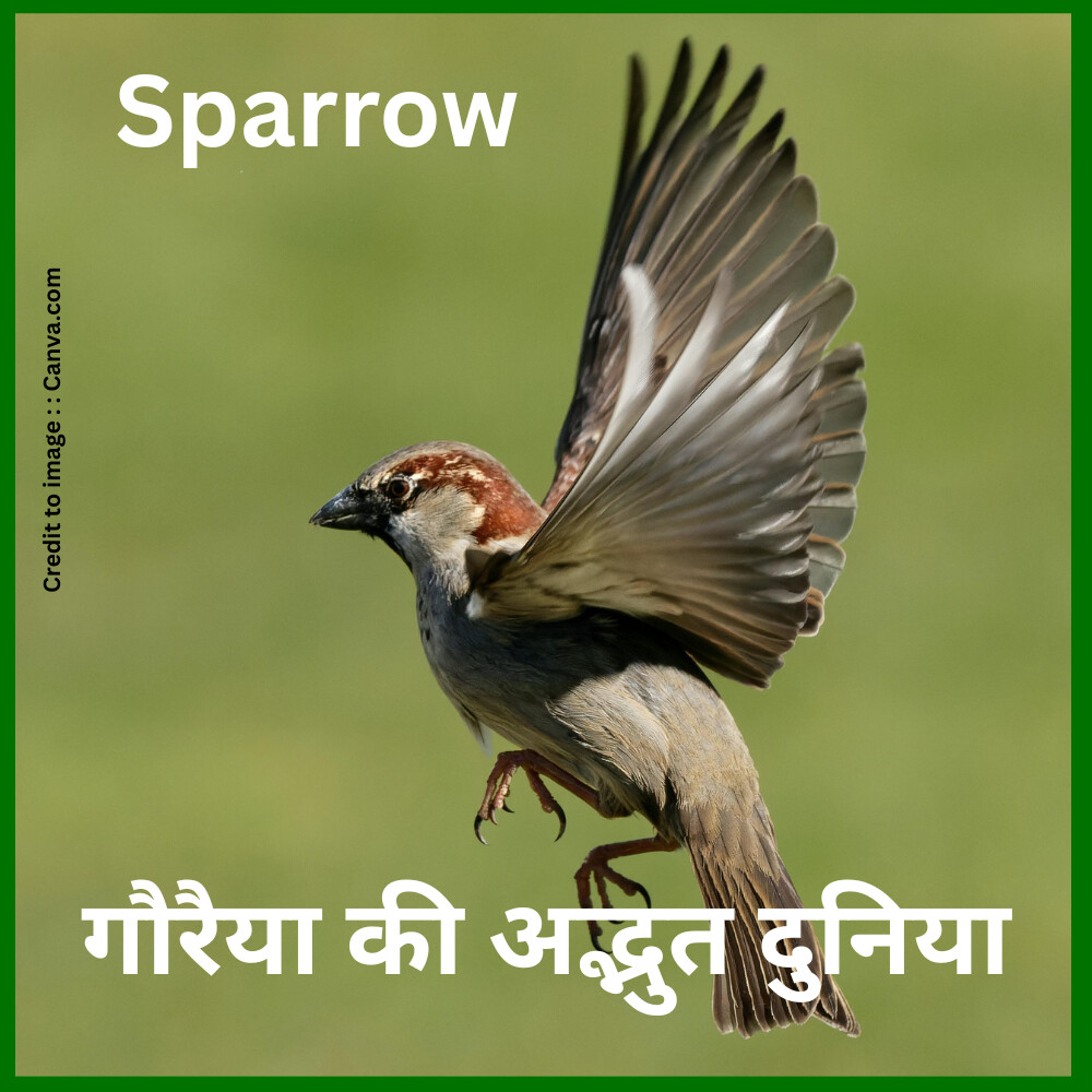 Sparrow- Prakriti Darshan Nature and Environment Magazine