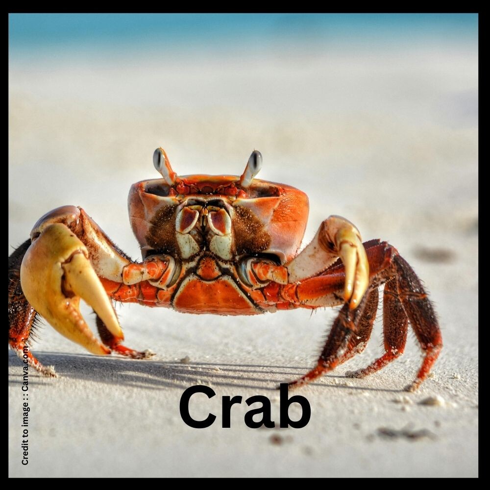 Crab - Prakriti Darshan Nature and Environment Magazine