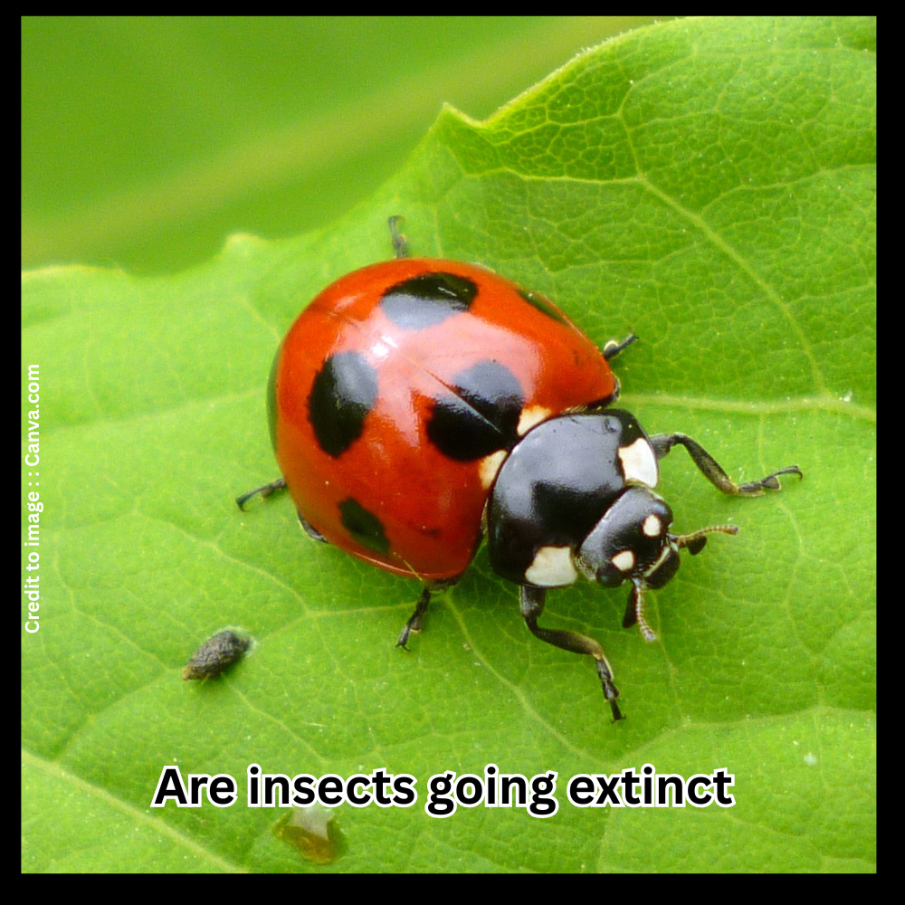 Are insects going extinct - Prakriti Darshan Nature and Environment Magazine 