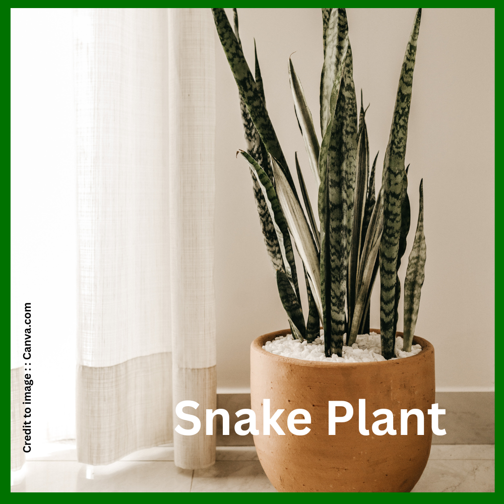 Snake Plant- Prakriti Darshan Nature and Environment Magazine 