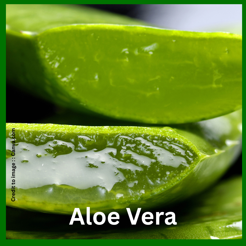 Aloe Vera - Prakriti Darshan Nature and Environment Magazine