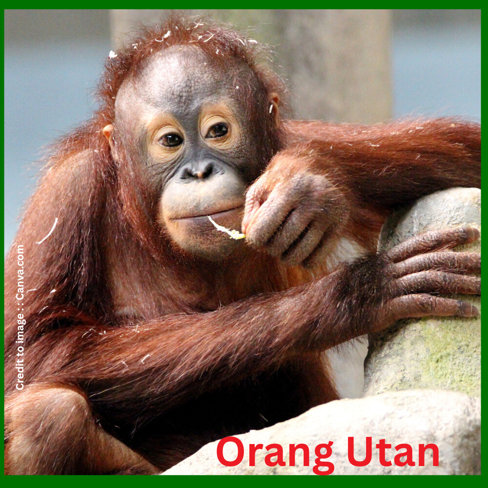"Orang Utan- Prakriti Darshan Nature and Environment Magazine