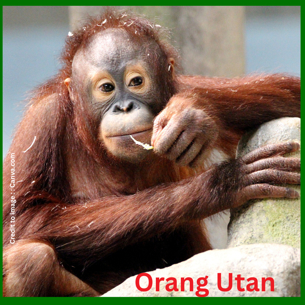 "Orang Utan- Prakriti Darshan Nature and Environment Magazine