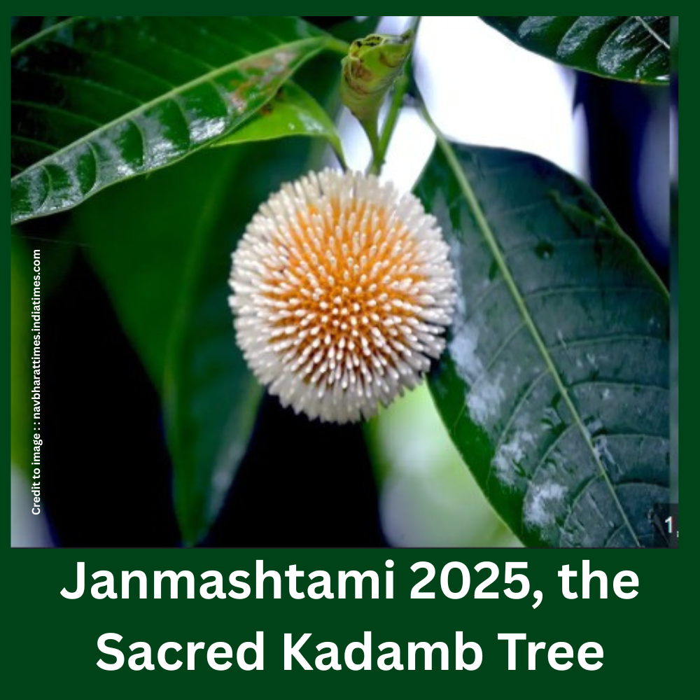 Janmashtami 2025, the Sacred Kadamb Tree