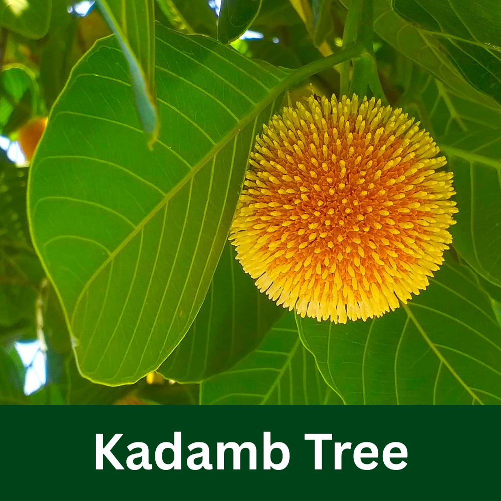 Kadamb Tree (Kadamba Tree)