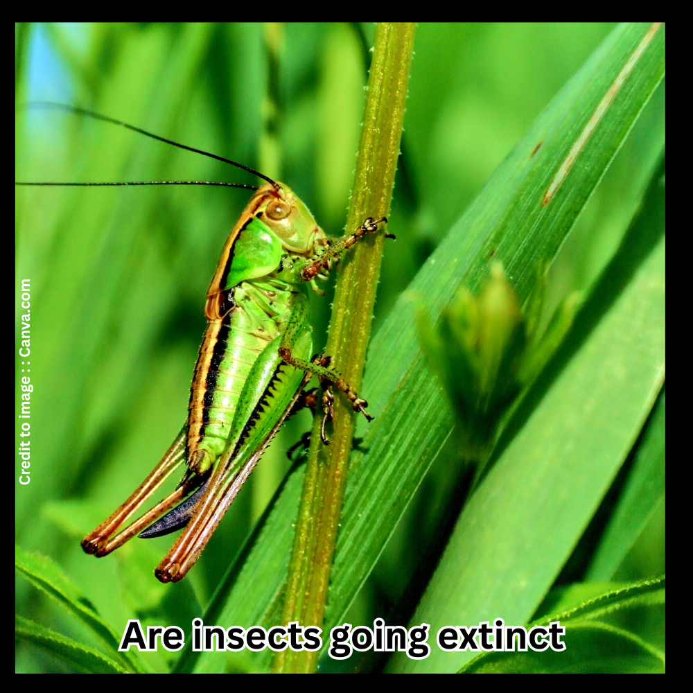 Are insects going extinct - Prakriti Darshan Nature and Environment Magazine 