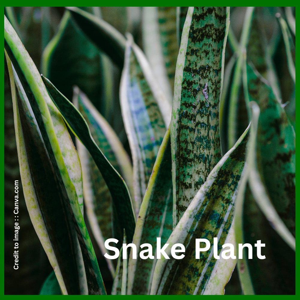 Snake Plant- Prakriti Darshan Nature and Environment Magazine 