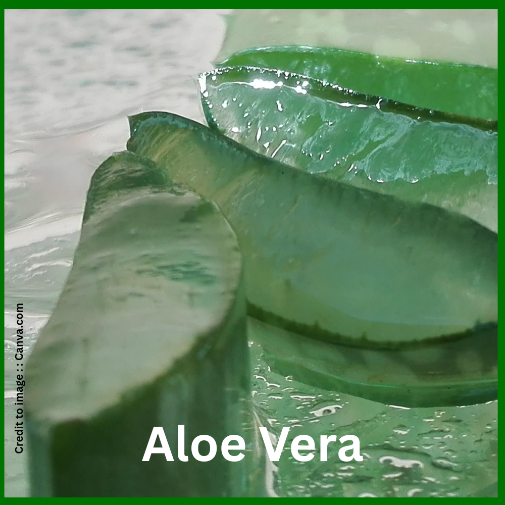 Aloe Vera - Prakriti Darshan Nature and Environment Magazine 