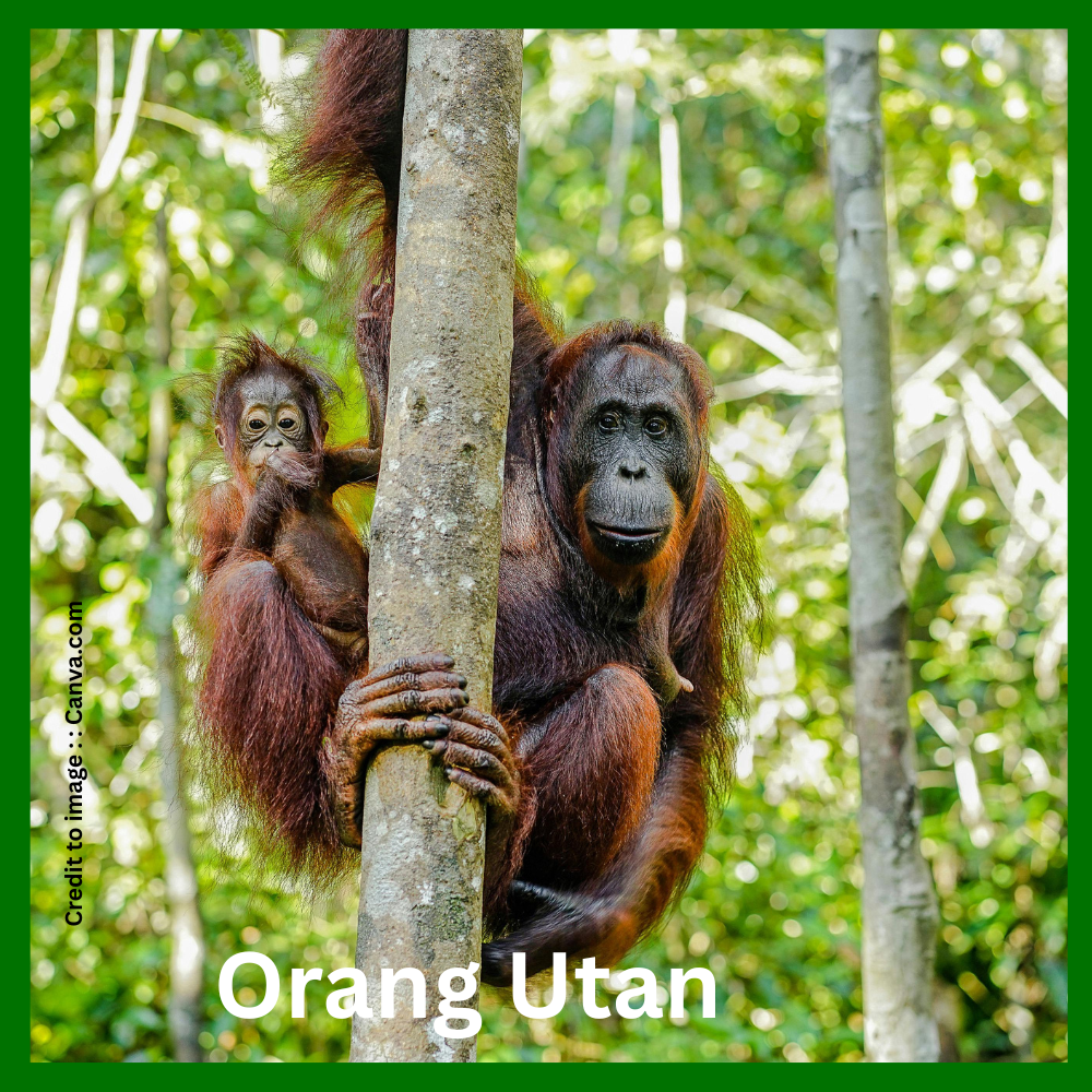 "Orang Utan- Prakriti Darshan Nature and Environment Magazine 