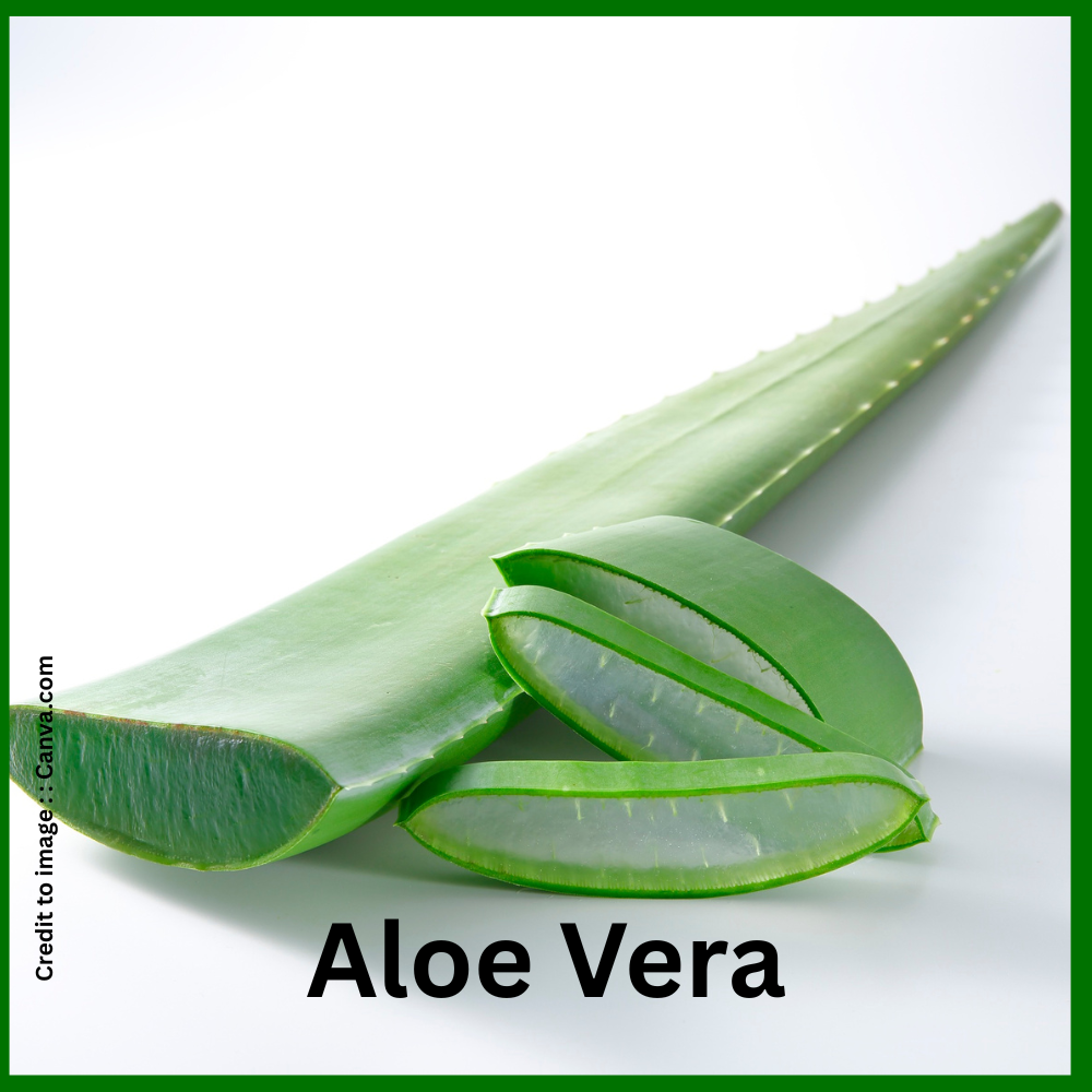 Aloe Vera - Prakriti Darshan Nature and Environment Magazine 