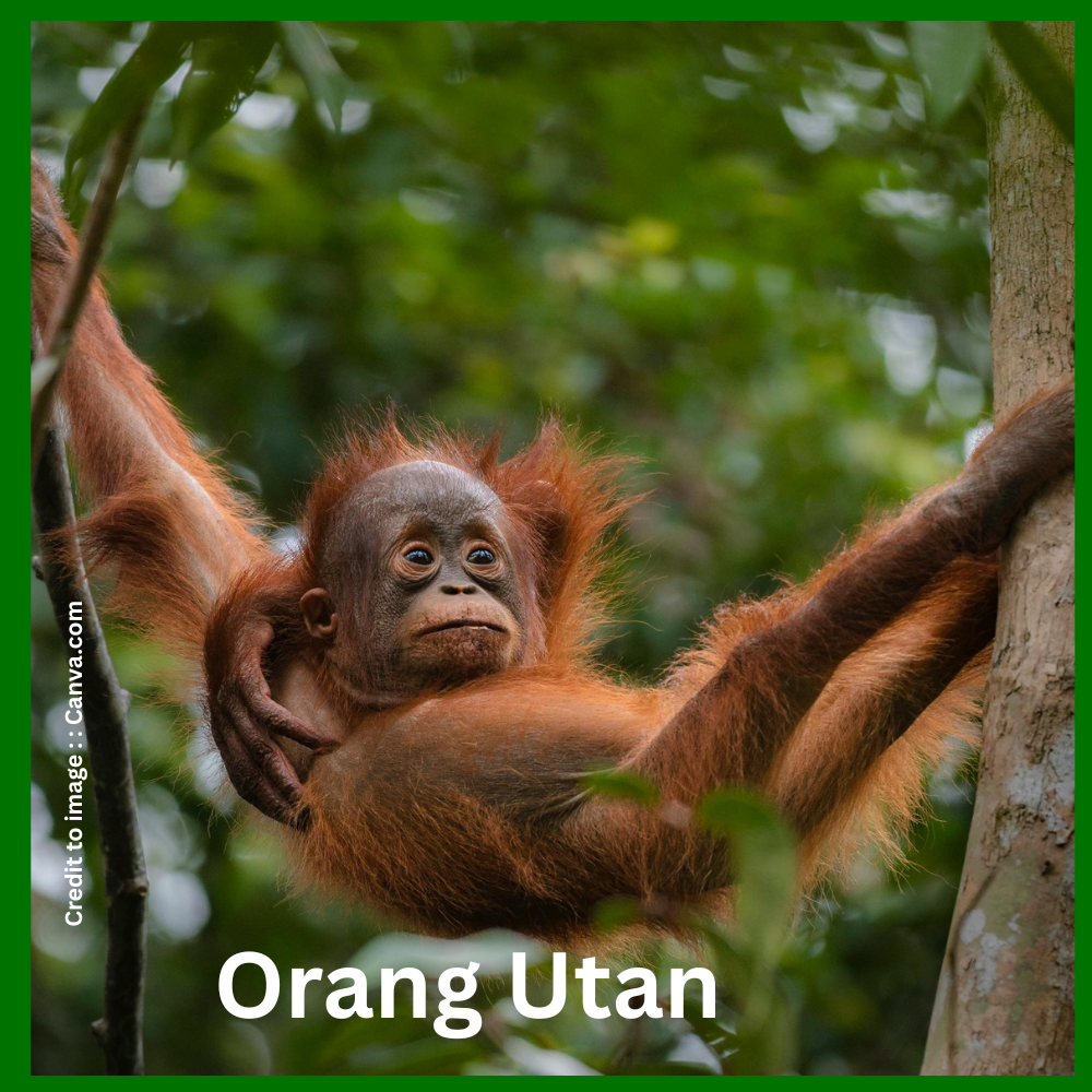 "Orang Utan- Prakriti Darshan Nature and Environment Magazine 