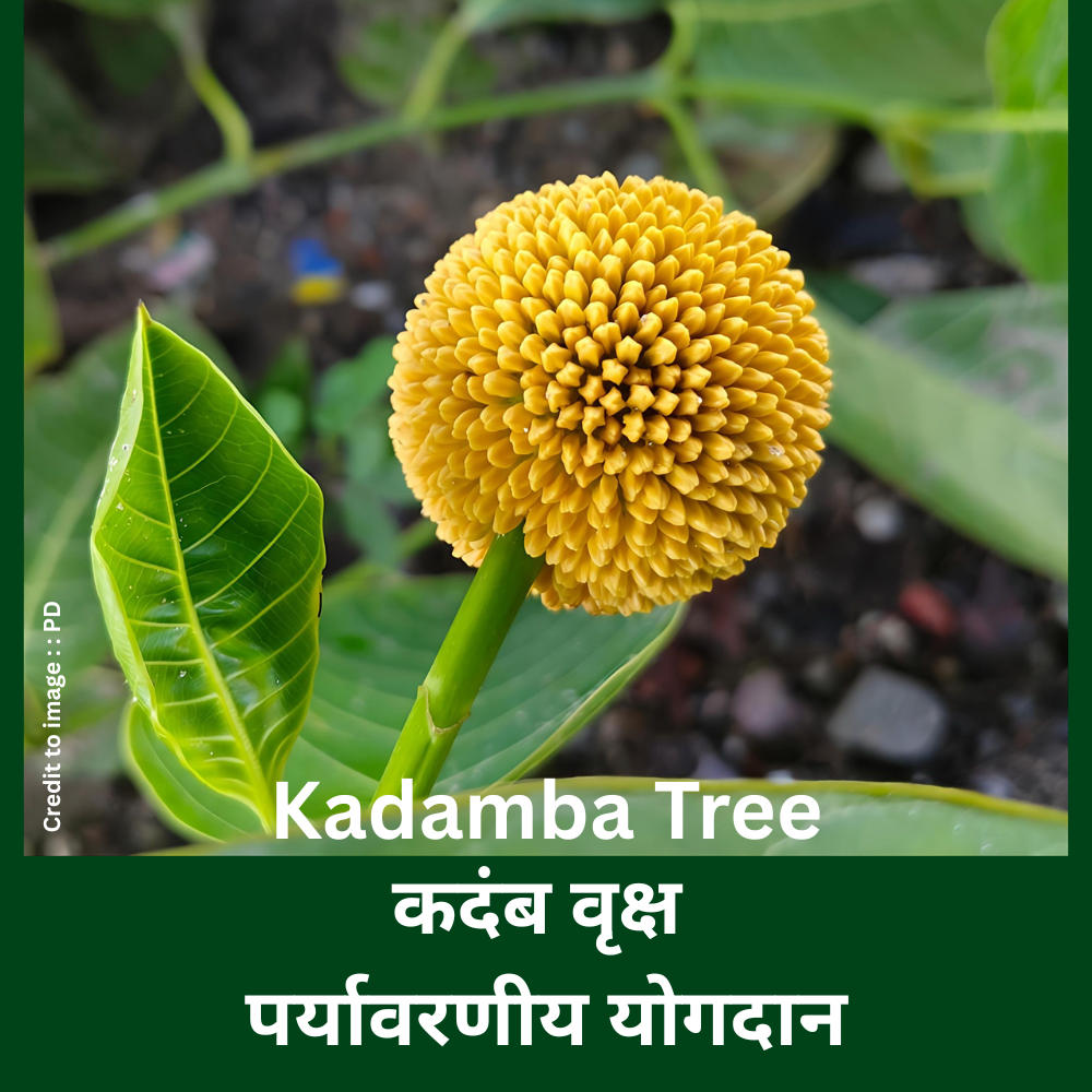 Kadamba Tree uses- Prakriti Darshan Nature and Environment Magazine