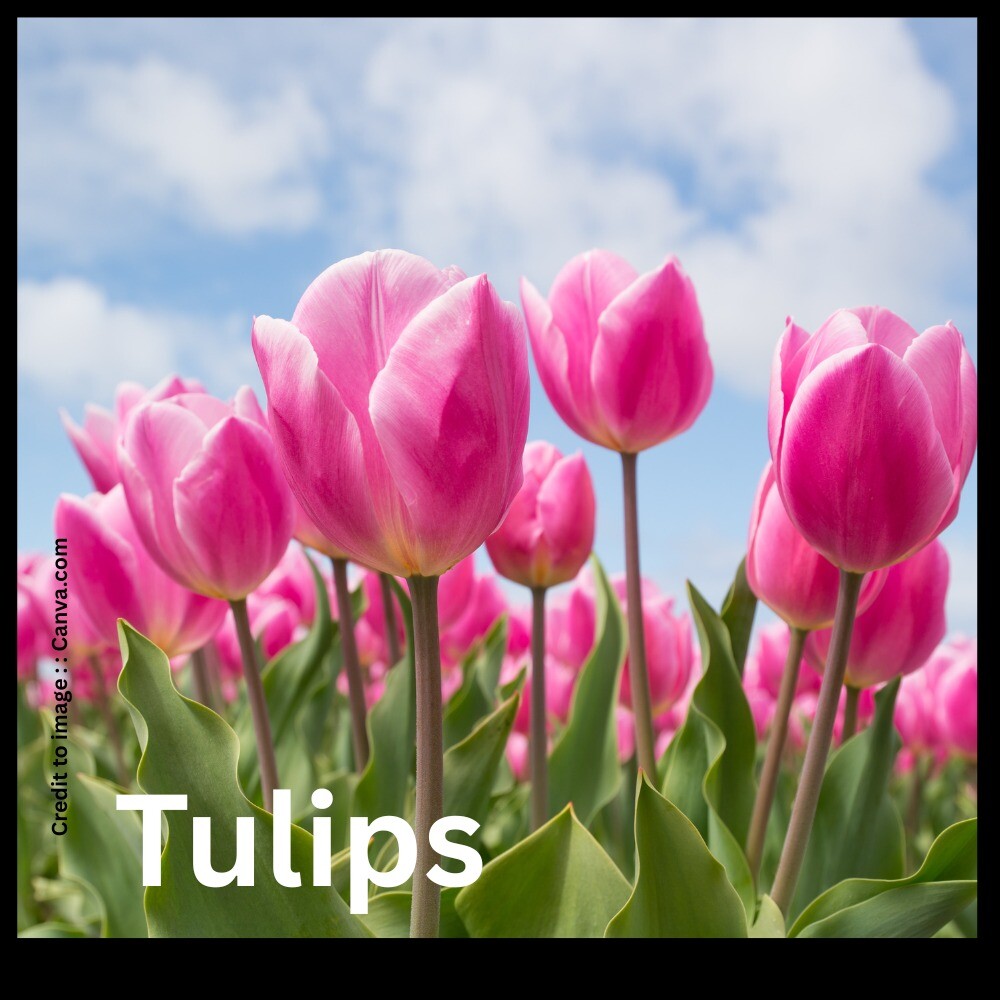 Tulips