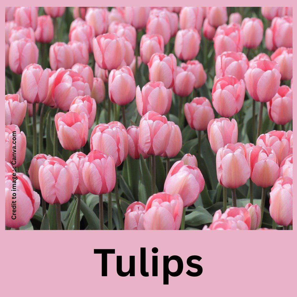 Tulips
