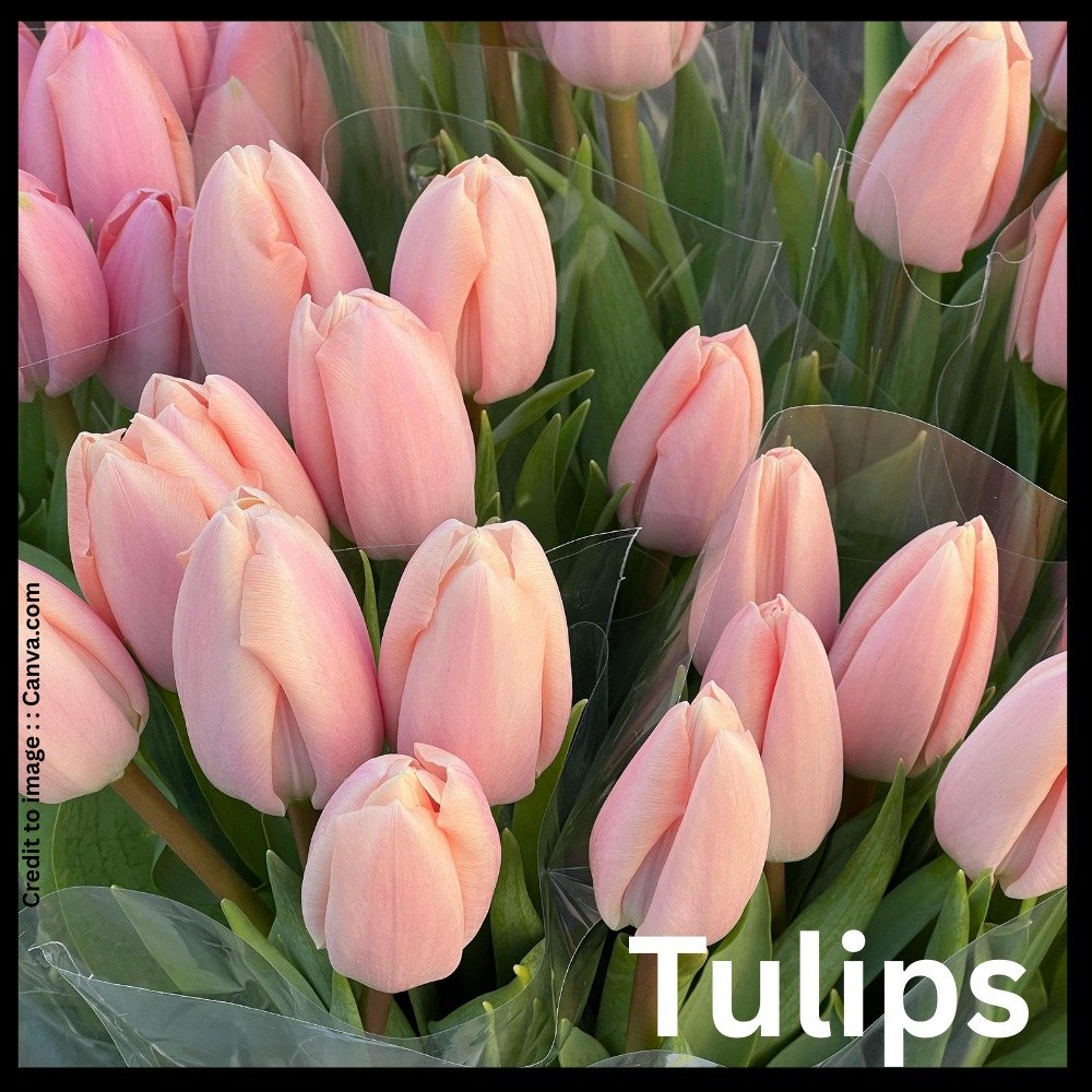 Tulips