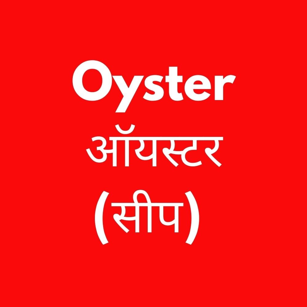 Oyster