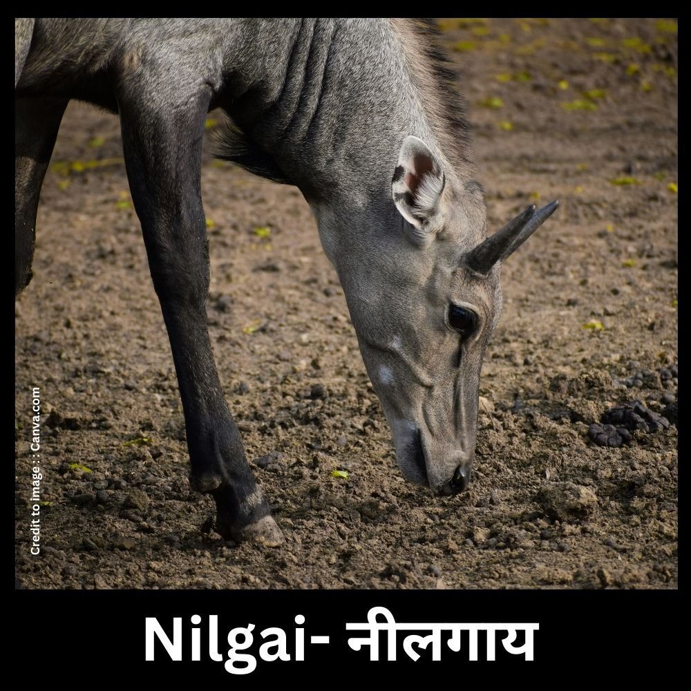 Nilgai- Prakriti Darshan Nature and Environment Magazine