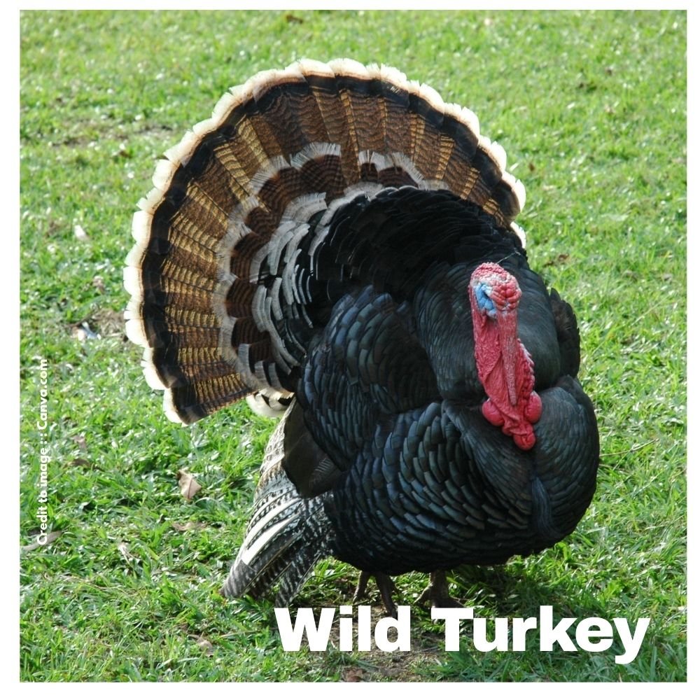 Wild Turkey - Prakriti Darshan Nature and Environment Magazine