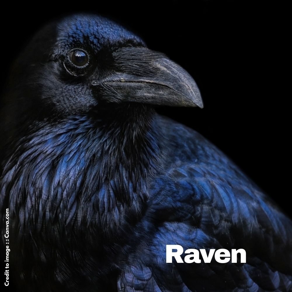 Raven- Prakriti Darshan Nature and Environment Magazine