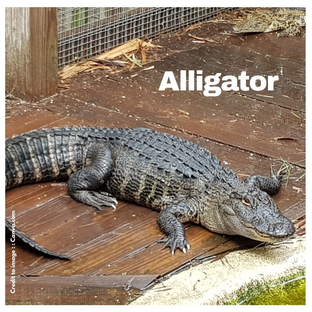 Alligator - Prakriti Darshan Nature and Environment Magazine 