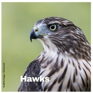 Hawks - Prakriti Darshan Nature and Environment Magazine