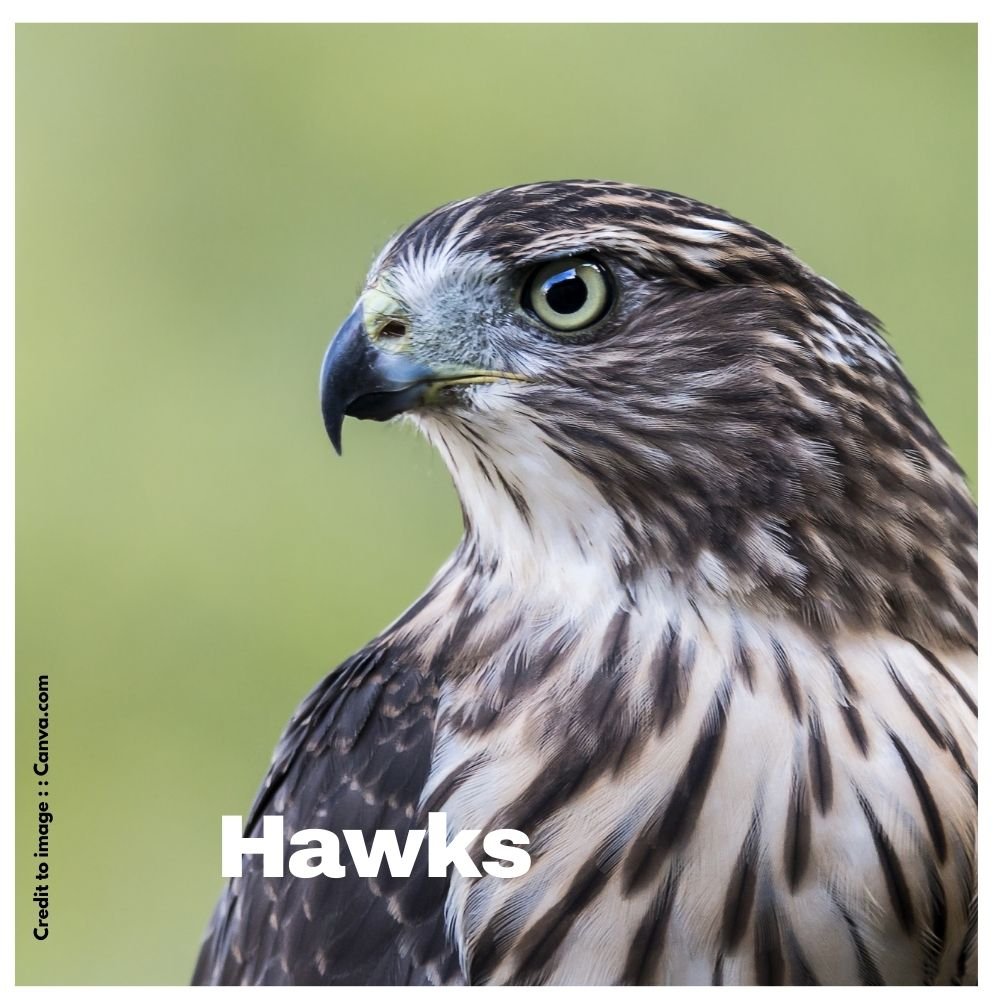 Hawks - Prakriti Darshan Nature and Environment Magazine