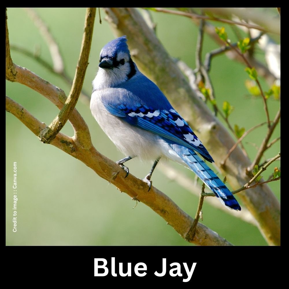 Blue Jay - Prakriti Darshan Nature and Environment Magazine