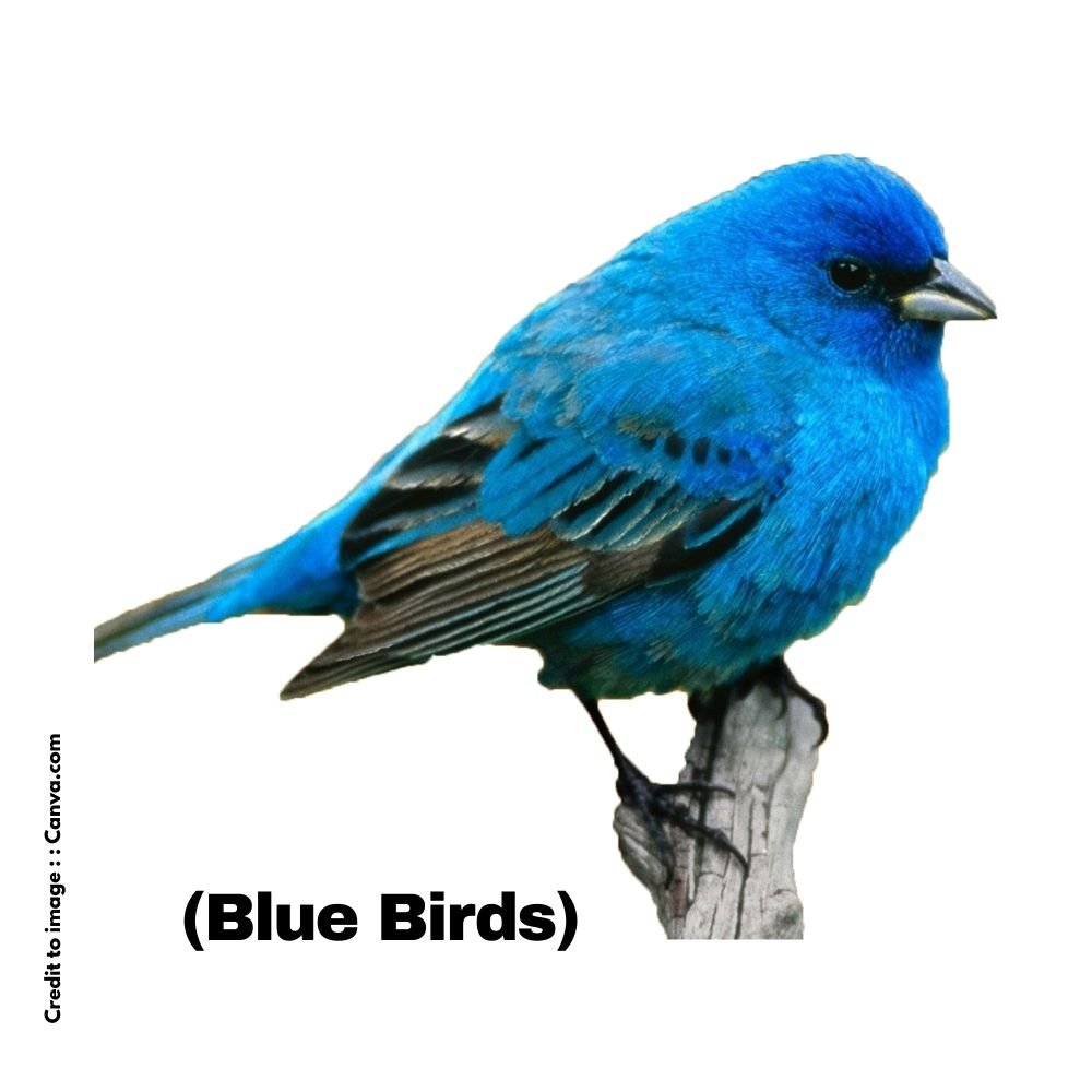 Blue Birds - Prakriti Darshan Nature and Environment Magazine