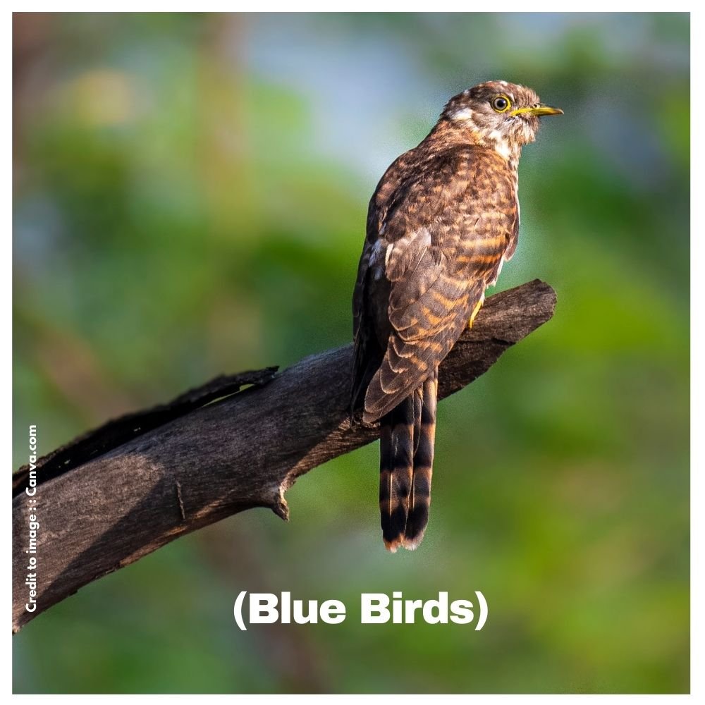 Cuckoo Protection - Prakriti Darshan Nature and Environment Magazine