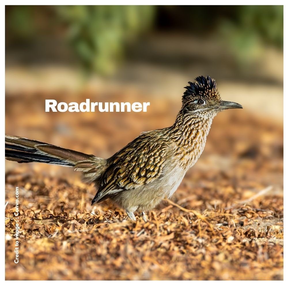 Roadrunner - Prakriti Darshan Nature and Environment Magazine