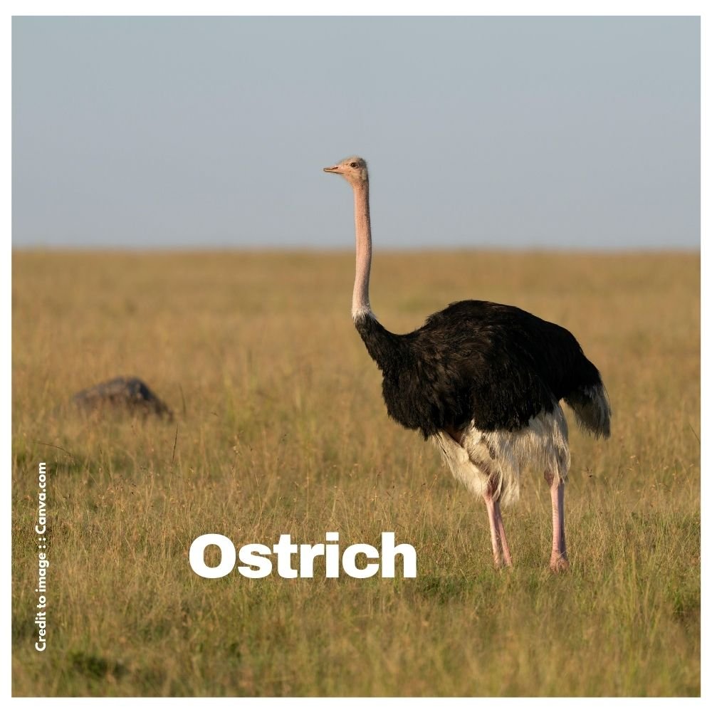 Ostrich - Prakriti Darshan Nature and Environment Magazine 