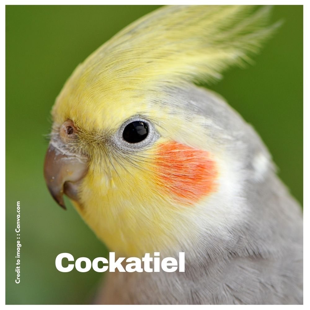 Cockatiel - Prakriti Darshan Nature and Environment Magazine 