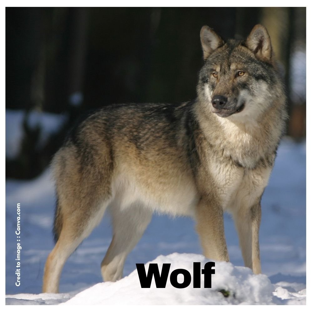 Wolf - Prakriti Darshan Nature and Environment Magazine 