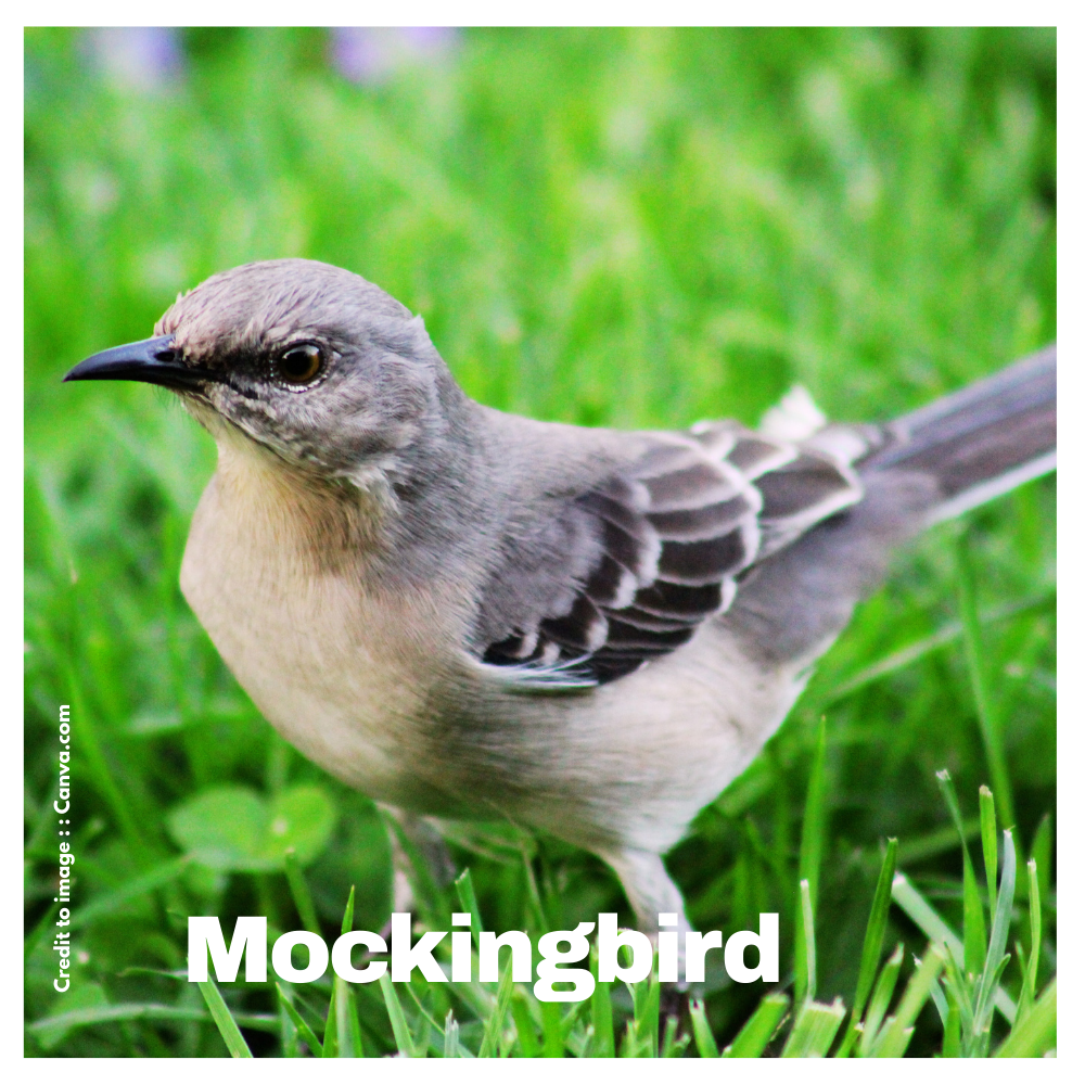 Mockingbird - Prakriti Darshan Nature and Environment Magazine