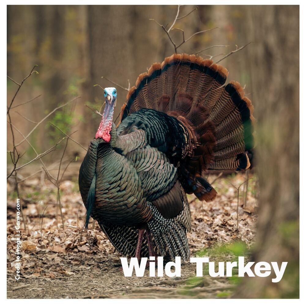 Wild Turkey - Prakriti Darshan Nature and Environment Magazine 