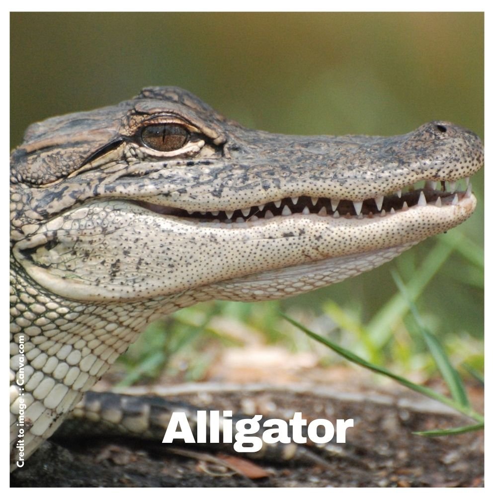 Alligator - Prakriti Darshan Nature and Environment Magazine 