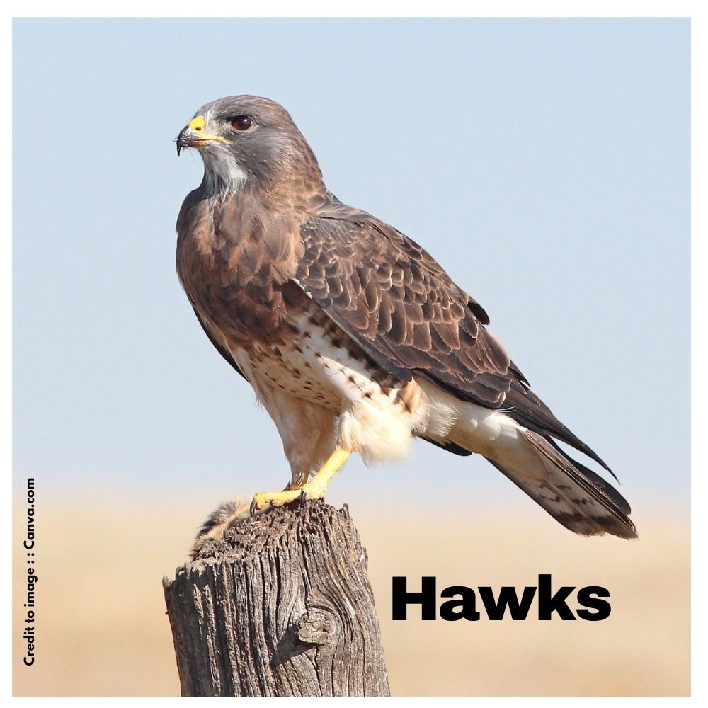 Hawks - Prakriti Darshan Nature and Environment Magazine 