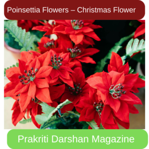 Poinsettia Flowers – Christmas Flower