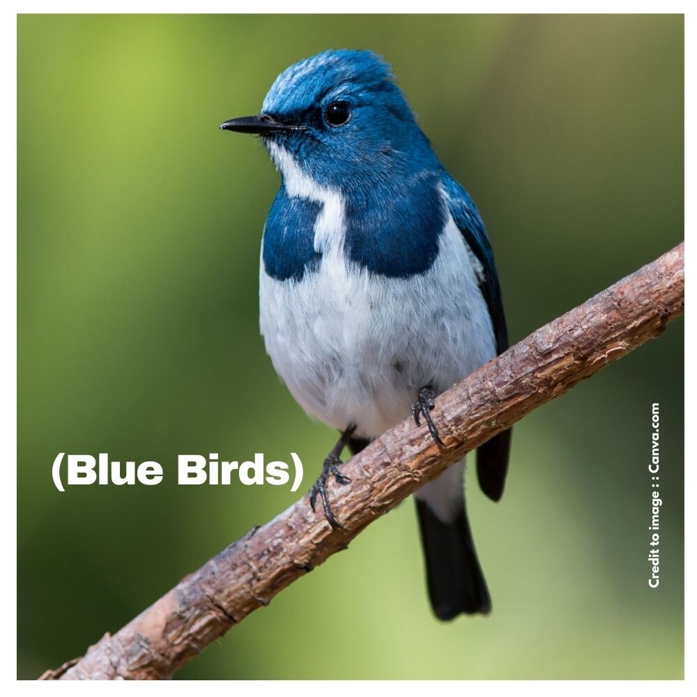 Blue Birds - Prakriti Darshan Nature and Environment Magazine