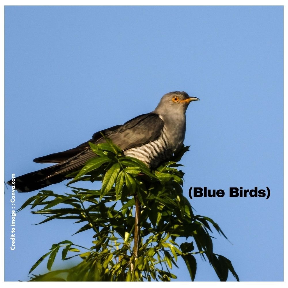 Cuckoo - Prakriti Darshan Nature and Environment Magazine 