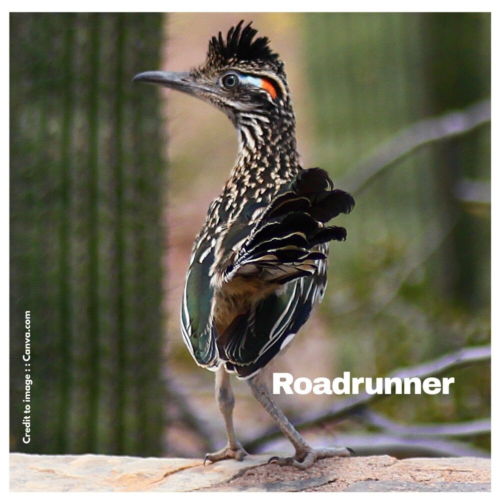 Roadrunner - Prakriti Darshan Nature and Environment Magazine
