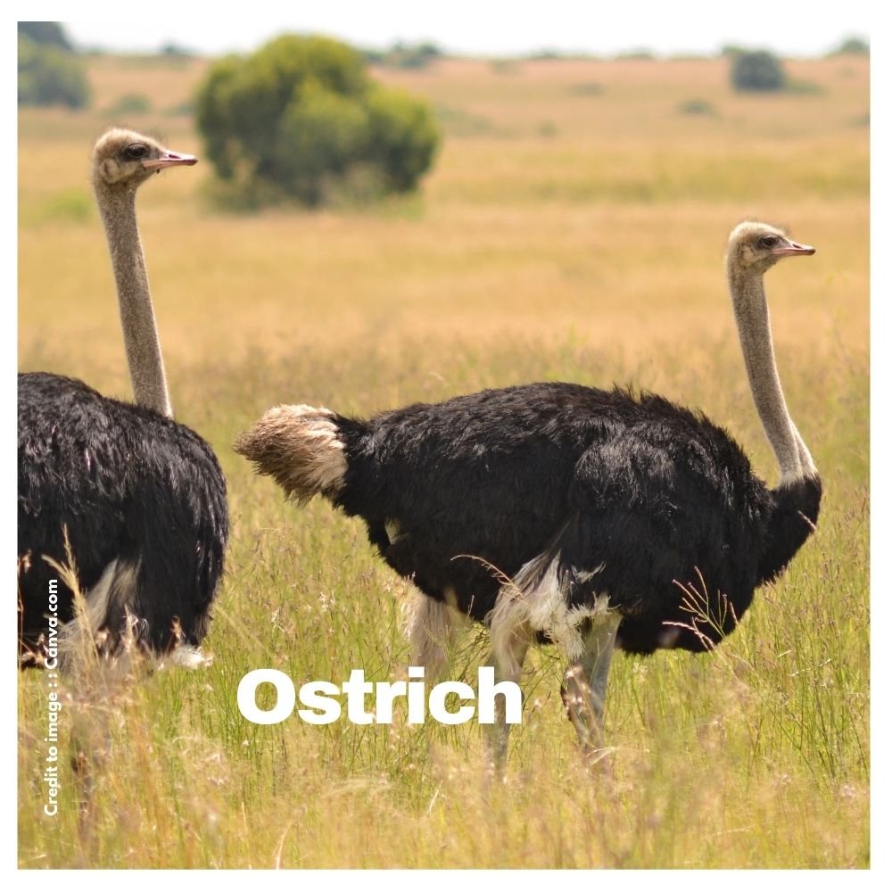 Ostrich - Prakriti Darshan Nature and Environment Magazine 