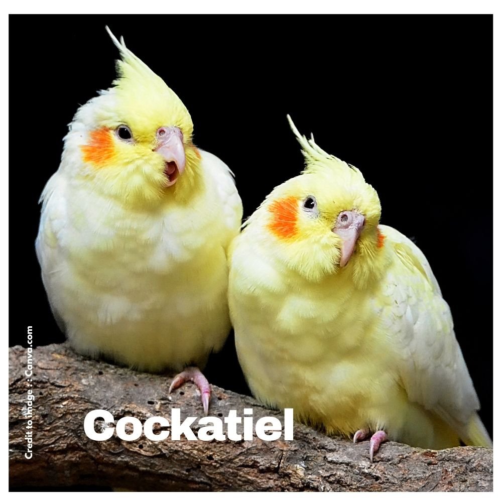 Cockatiel - Prakriti Darshan Nature and Environment Magazine 