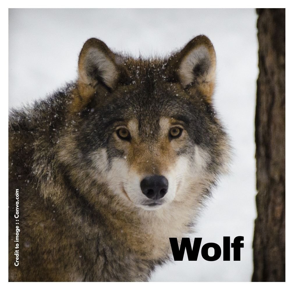 Wolf - Prakriti Darshan Nature and Environment Magazine 